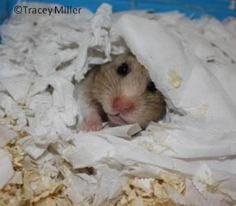 hamster bedding tesco